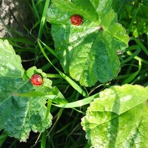 Meet your Posher, Lilia